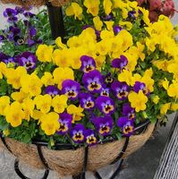 basket of flowers